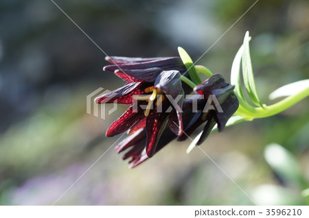 盛開 多年生植物 多年草 3596210