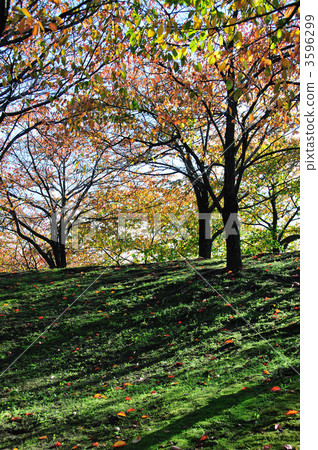 Fallen leaves park Fallen leaves park 3596299
