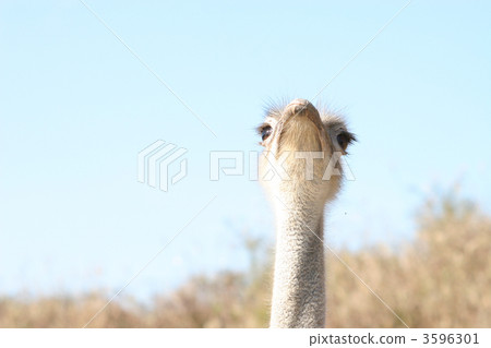 Ostrich 3596301