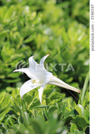 easter lily 3596597