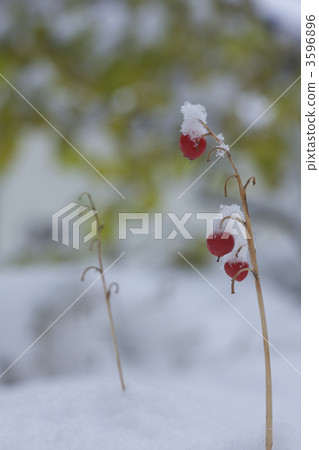 Snow lily of the snow 3596896