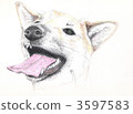Shiba Inu Shiba Inu 3597583