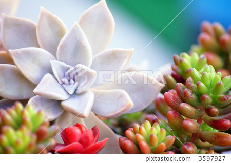 鑲木地板種植多肉植物（常青樹，火節，彩虹球） 3597927