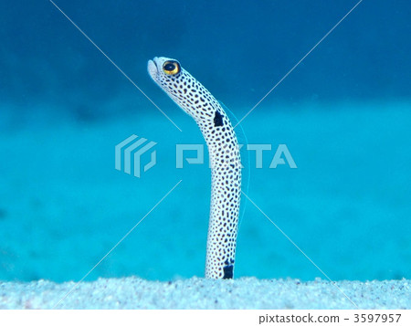 中國鰻魚 中國鰻魚 3597957