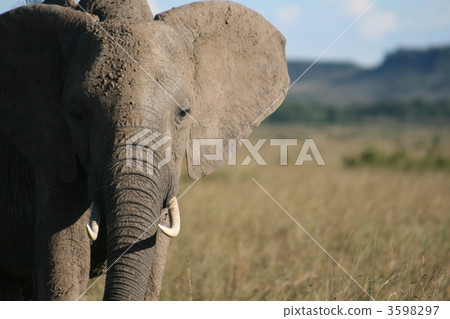 elephant, elephants, kenya 3598297