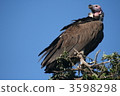 鷹 老鷹 肯尼亞 3598298