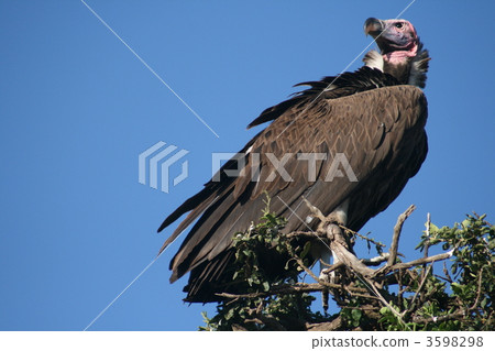 鷹 老鷹 肯尼亞 3598298