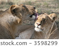 獅子 肯尼亞 非洲 3598299
