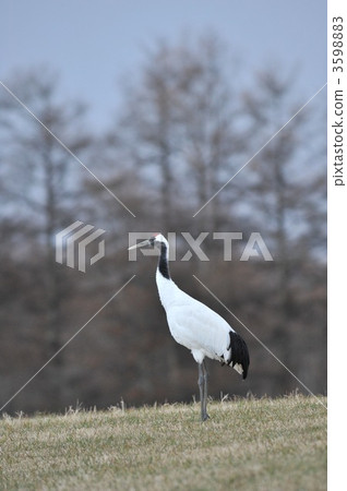 丹頂鶴 3598883