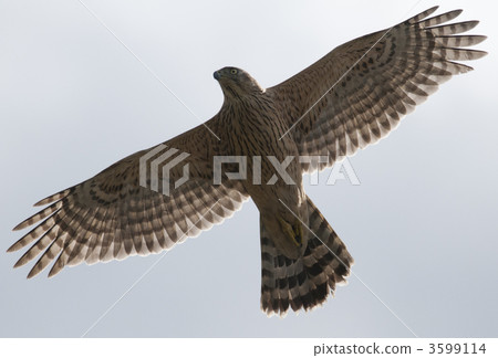 Goshawk spreading its wings Goshawk spreading its wings 3599114