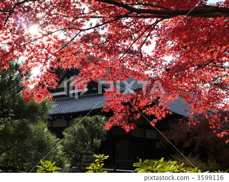 Autumn leaves of Komaki Komingoji Autumn leaves of Komaki Komingoji 3599116