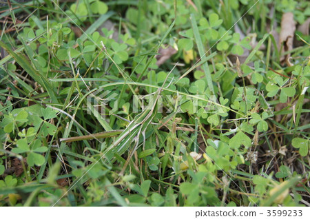 老鼠模仿螞蚱螞蚱 3599233