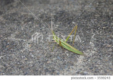 肖亮螞蚱 3599243