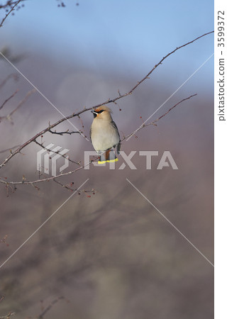 波希米亞太平鳥 3599372