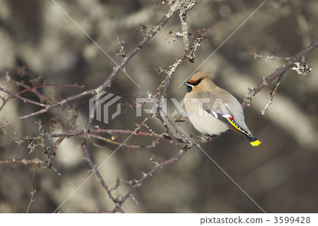波希米亞太平鳥 波希米亞太平鳥 3599428