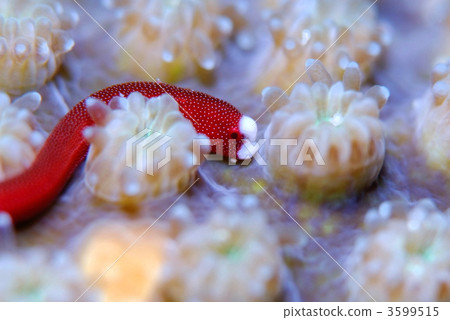 田Yo基 田Yo基 3599515