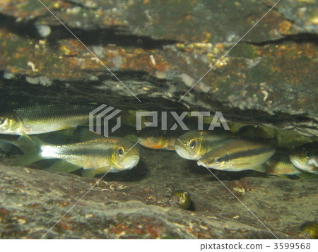 Mugitsuku和Kawamatsu Mugitsuku和Kawamatsu 3599568