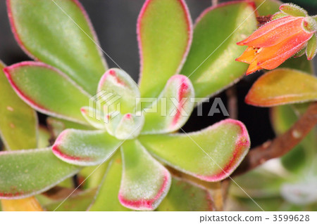 Hamsey flowers 3599628