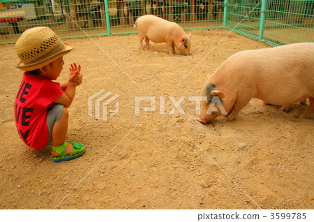 child, kid, pig 3599785