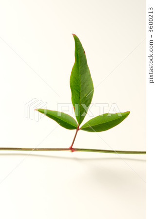 Nanten's leaves 3600213