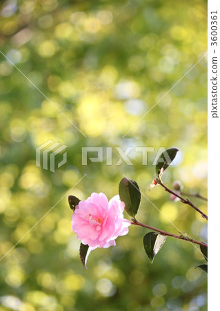 Pink Sasanqua 3600361
