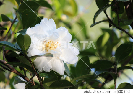 White sasanqua 3600363