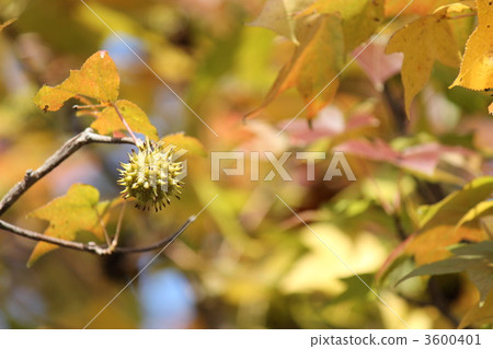 Fruit of Platanus Fruit of Platanus 3600401