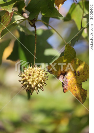Fruit of Platanus Fruit of Platanus 3600402
