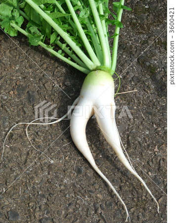 Japanese radish Japanese radish 3600421