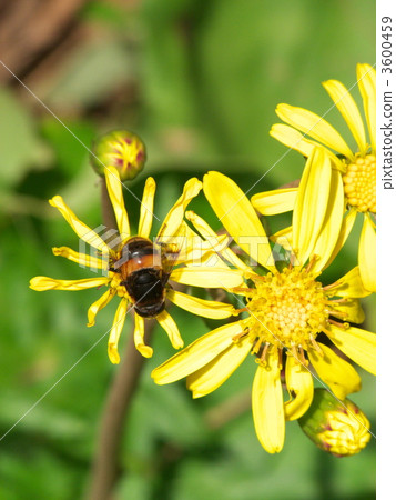 Trousers and flowers Abu 3600459