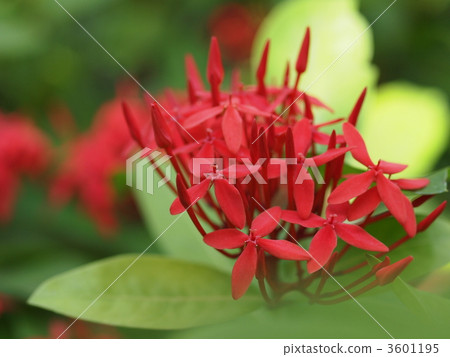 桑坦卡之花 桑坦卡之花 3601195