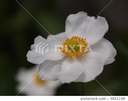 Shuigayuki花 Shuigayuki花 3601196