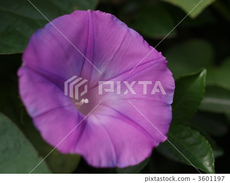 Flower of morning glory Flower of morning glory 3601197