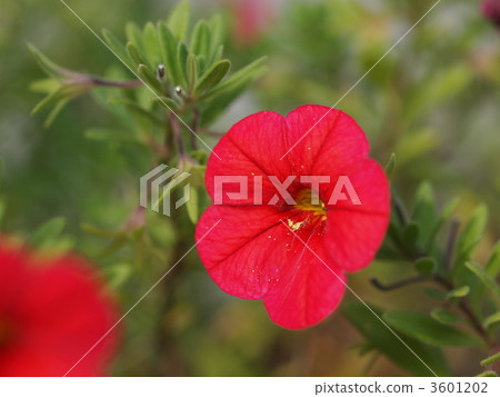 Petunia flower Petunia flower 3601202