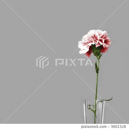 pink carnation pink carnation 3601326