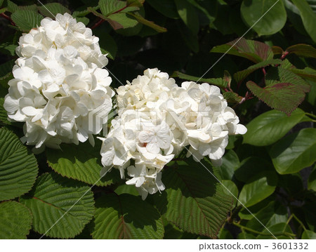 Oodemari Oodemari 3601332