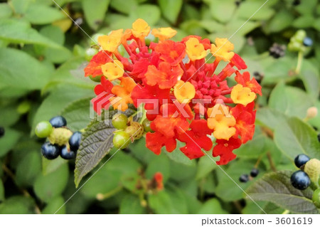 馬纓丹 花朵 花 3601619