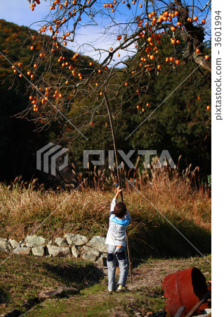 柿子男孩！ 3601994