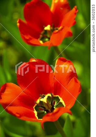 tulips 3602033