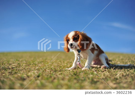 Cavalier Cavalier 3602236