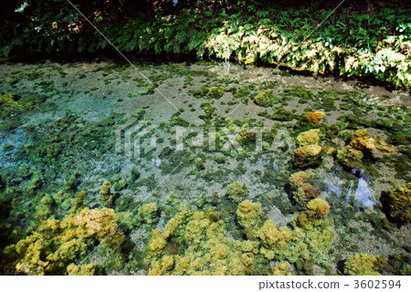 白川水源 3602594