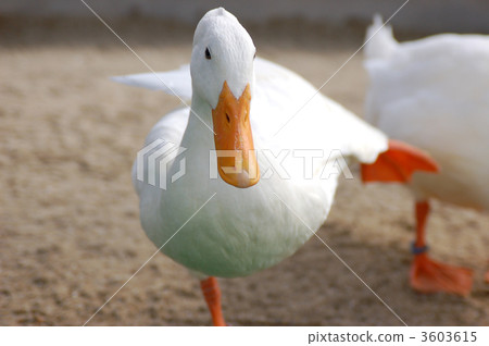 動物鴨腳 3603615