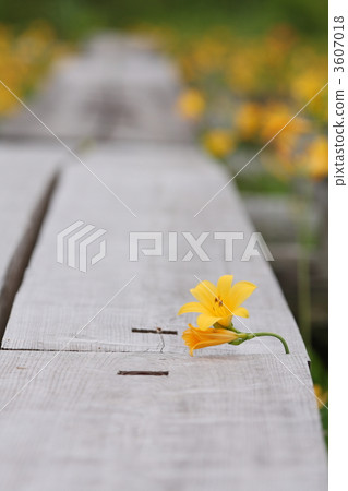 黃花菜 3607018