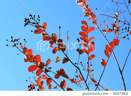 Karasuberi of autumn leaves Karasuberi of autumn leaves 3607968