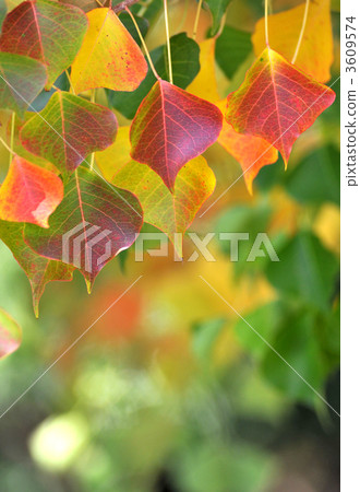 Nankinghase autumn leaves 3609574