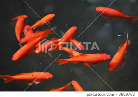鯉魚的泉水 3609702