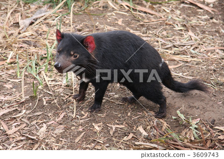 塔斯馬尼亞的塔斯馬尼亞惡魔 3609743