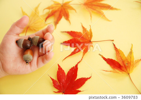 Acorns and hands Acorns and hands 3609783