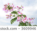dahlia imperiali, bloom, blossom 3609946