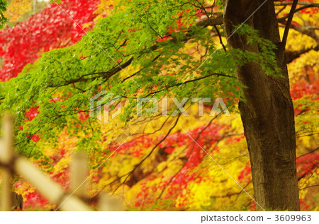 autumn with beautiful leaves, maple, yellow leafe 3609963